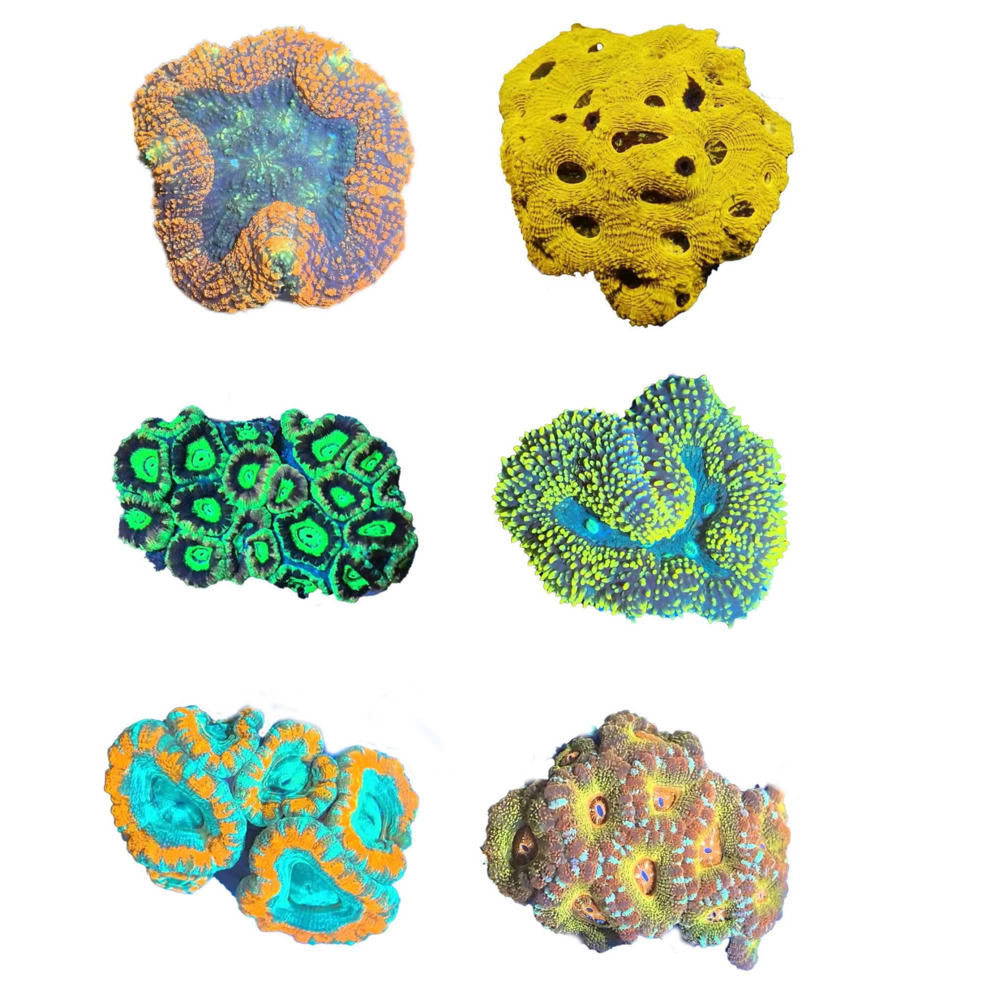 海缸软体珊瑚水草脑类 直播 一物一拍