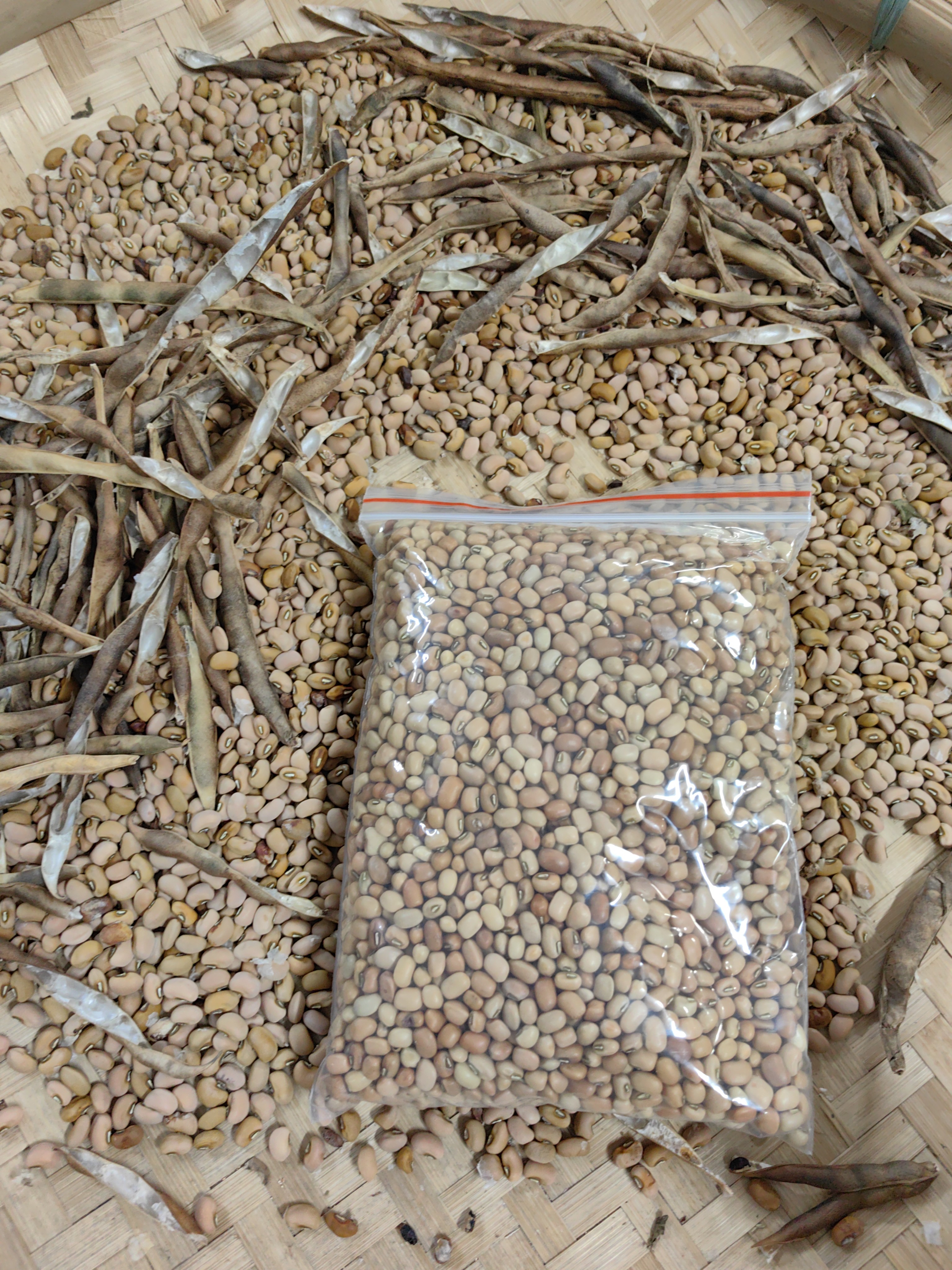 （赤豆）汕尾本地赤豆