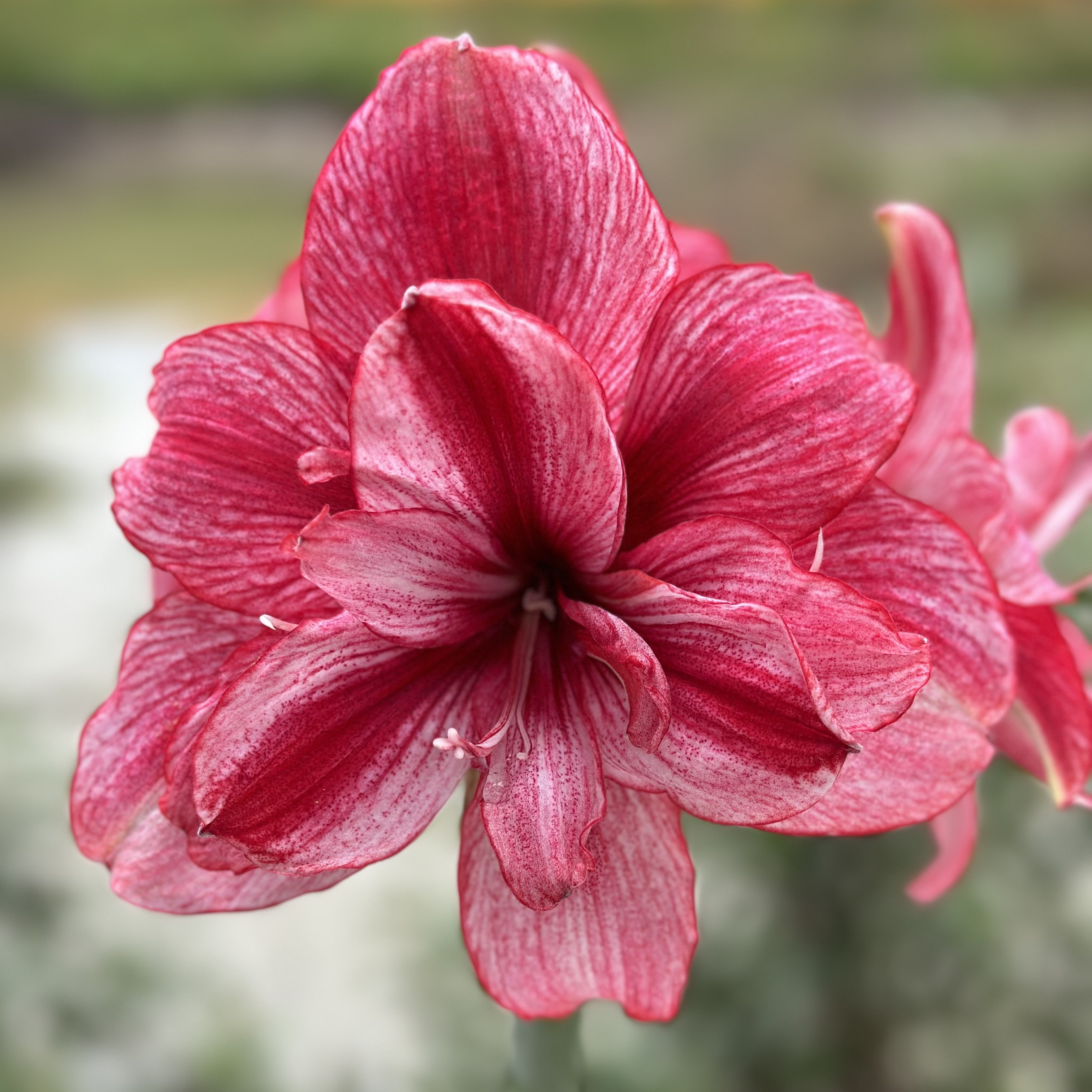 紫蝶 台湾朱顶红ins网红花2cm4-5cm