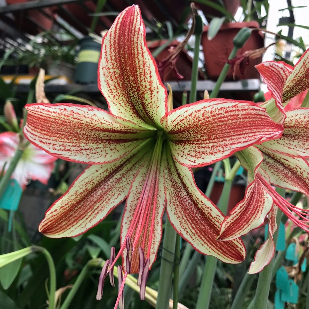 星星之火 精品培育朱顶红 送礼典雅高端花卉