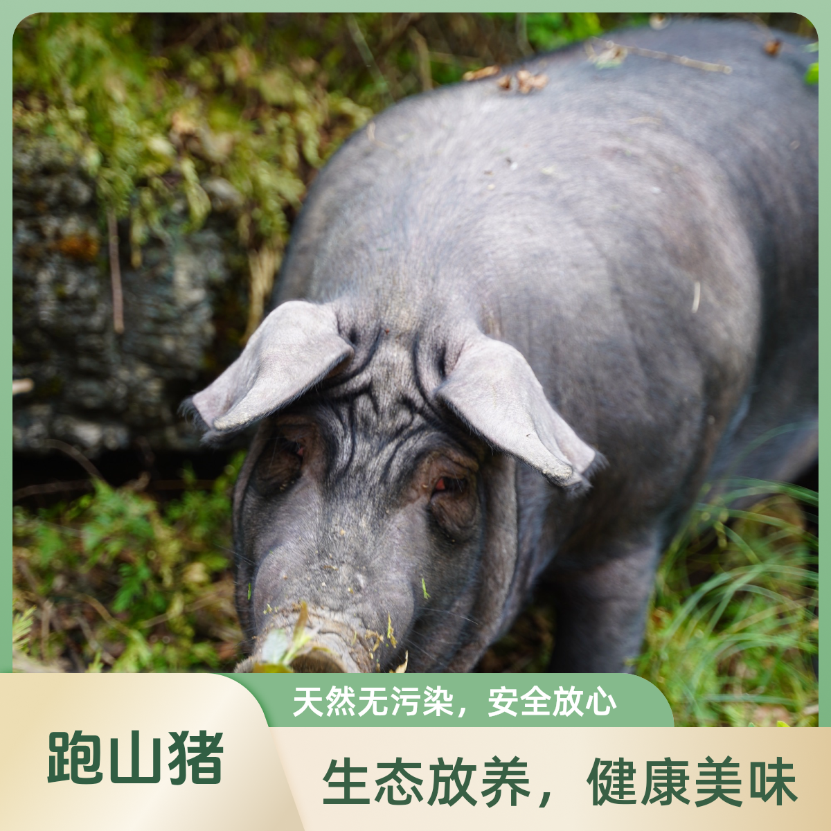 【土猪肉现称现发】高山土猪肉杂粮熟食喂养猪脑花肥肉猪血五花肉