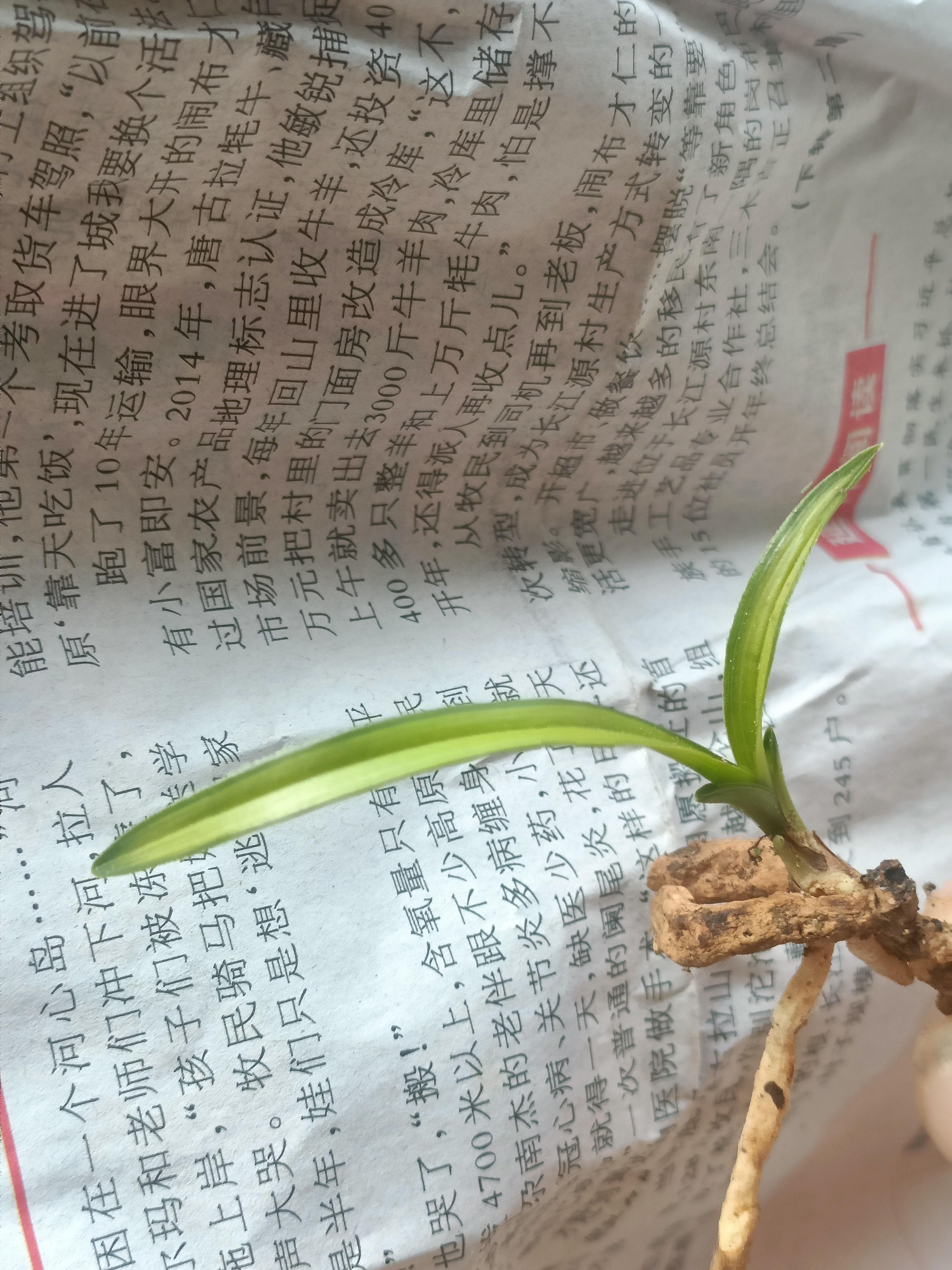 原生种，起皮带头型变型中透，欢迎兰友们进入直播间