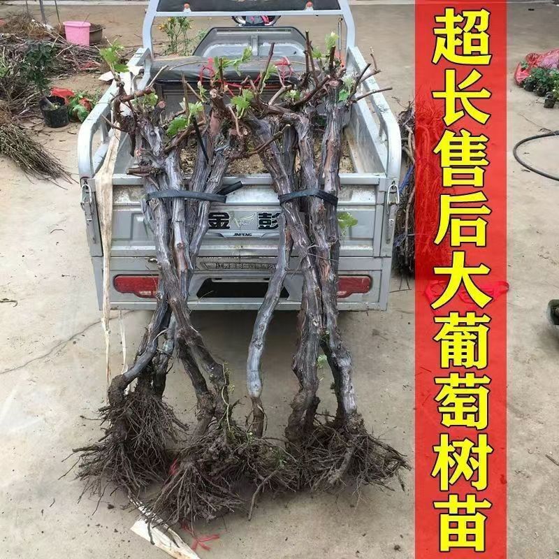 阳光玫瑰葡萄树苖巨峰蓝宝石葡萄苗无籽南方北方种植盆栽庭院爬藤