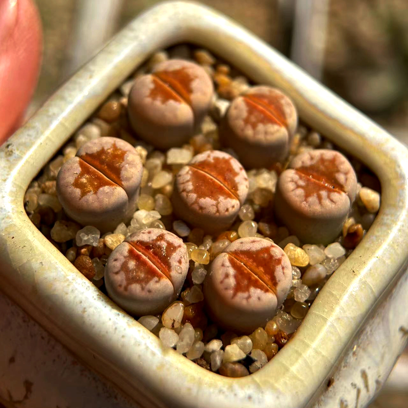 热唇C183A 花木园艺 肉锥 生石花 番杏 趣味萌肉 绿植 