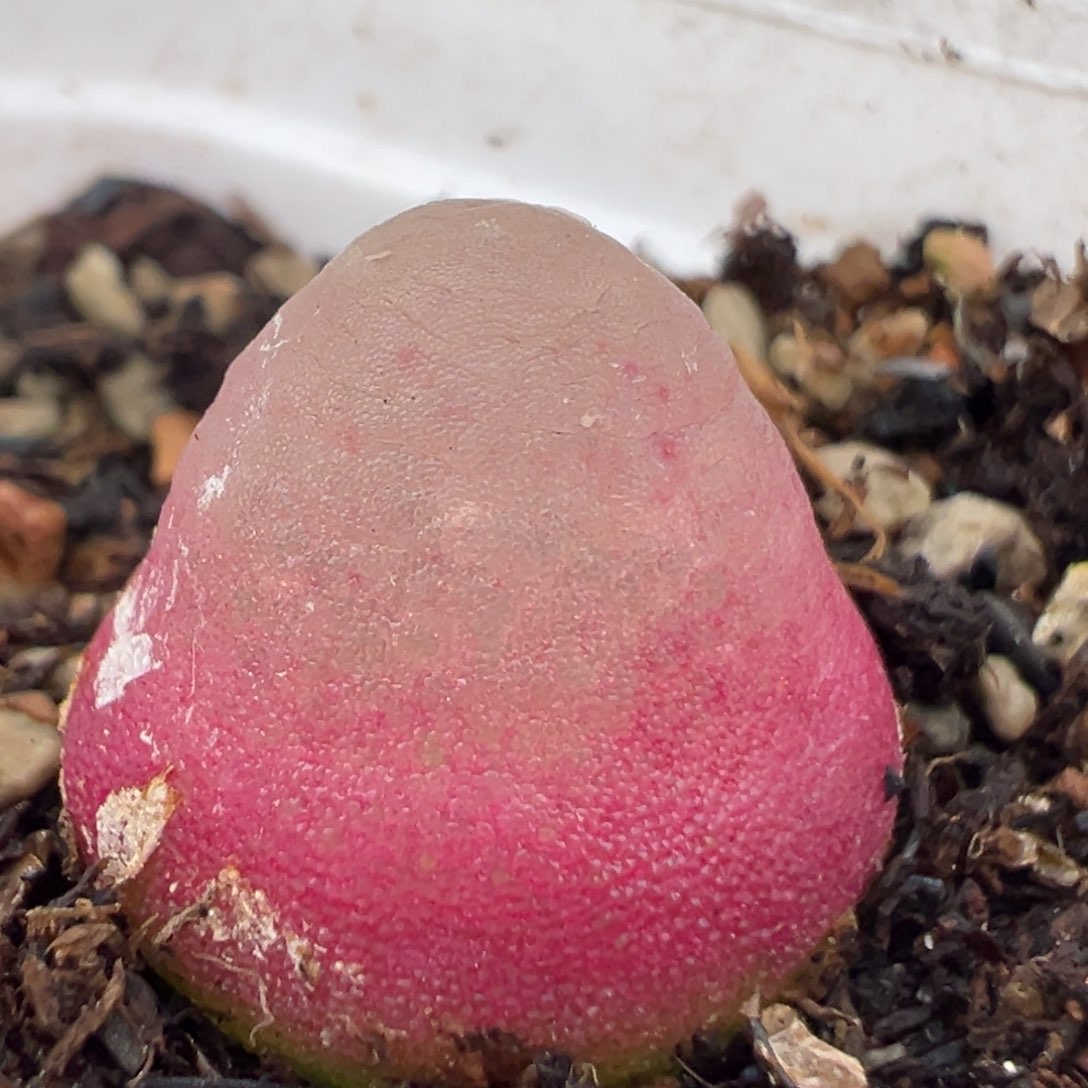 44多肉植物百科知识