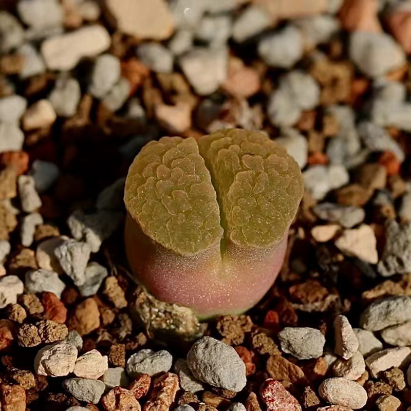 磁铁风铃 花木园艺 肉锥 生石花 番杏 趣味萌肉 绿植 