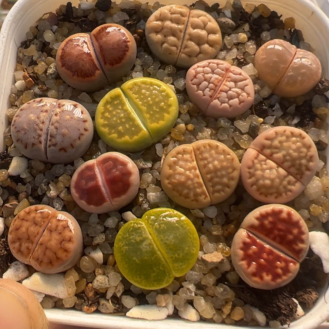 79多肉植物百科知识