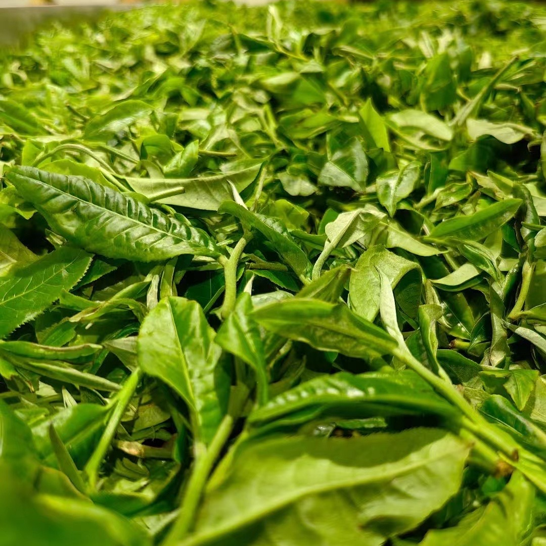 月乱选家普洱茶通用链接