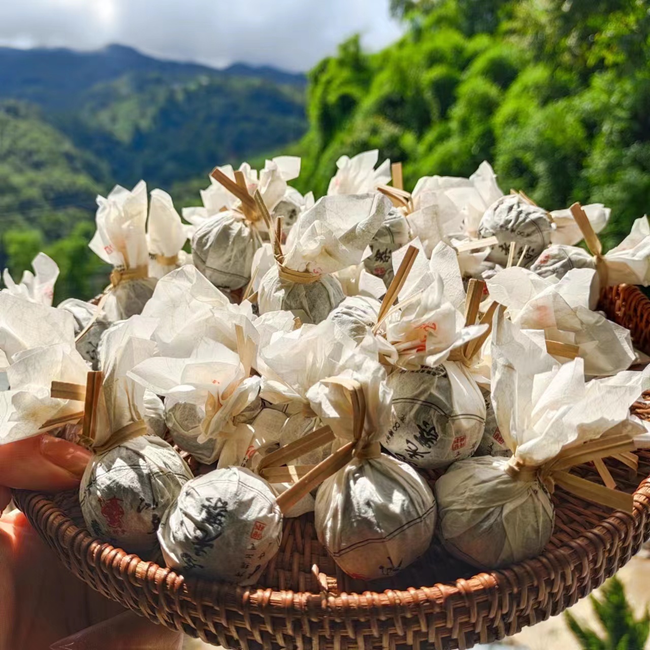 冰岛老寨41号2023年六祥号春中古8克龙珠