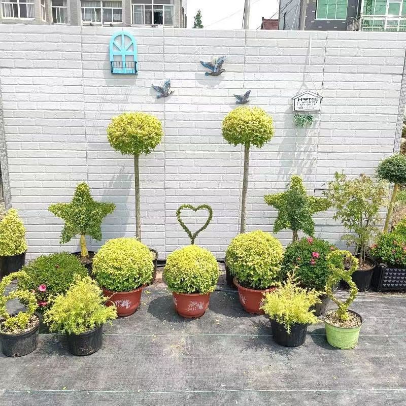 亮晶盆栽景观花卉仿真植物