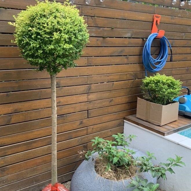 棒棒糖造型小叶女贞球别墅四季常青绿篱植物庭院风景楼顶绿化球形