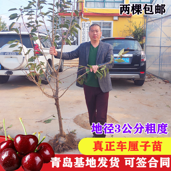 3公分樱桃苗黑珍珠果树苗优质授粉车厘子苗现挖发货当年结果成活