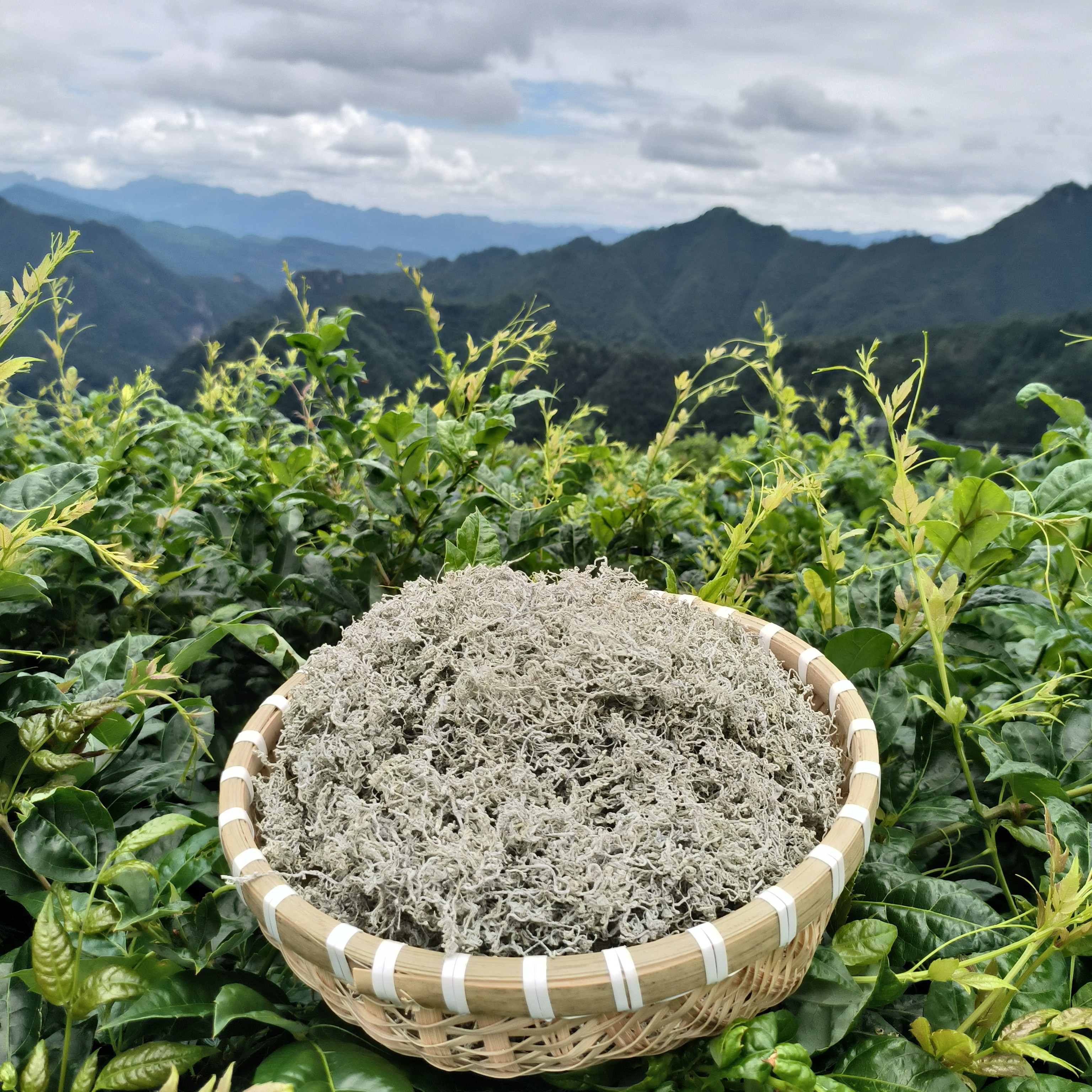 （明前芽头2号）张家界高山野生莓茶藤茶春茶朵芽茶