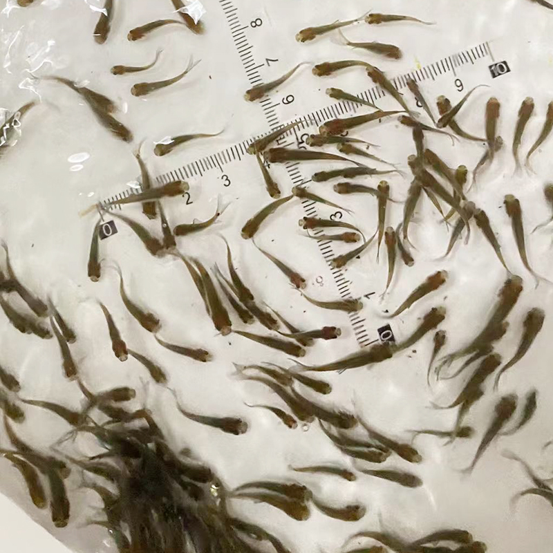 喂乌龟饲料鱼小鱼活体养殖活鱼龙鱼活食饲料淡水鱼苗草鱼路亚钓鱼