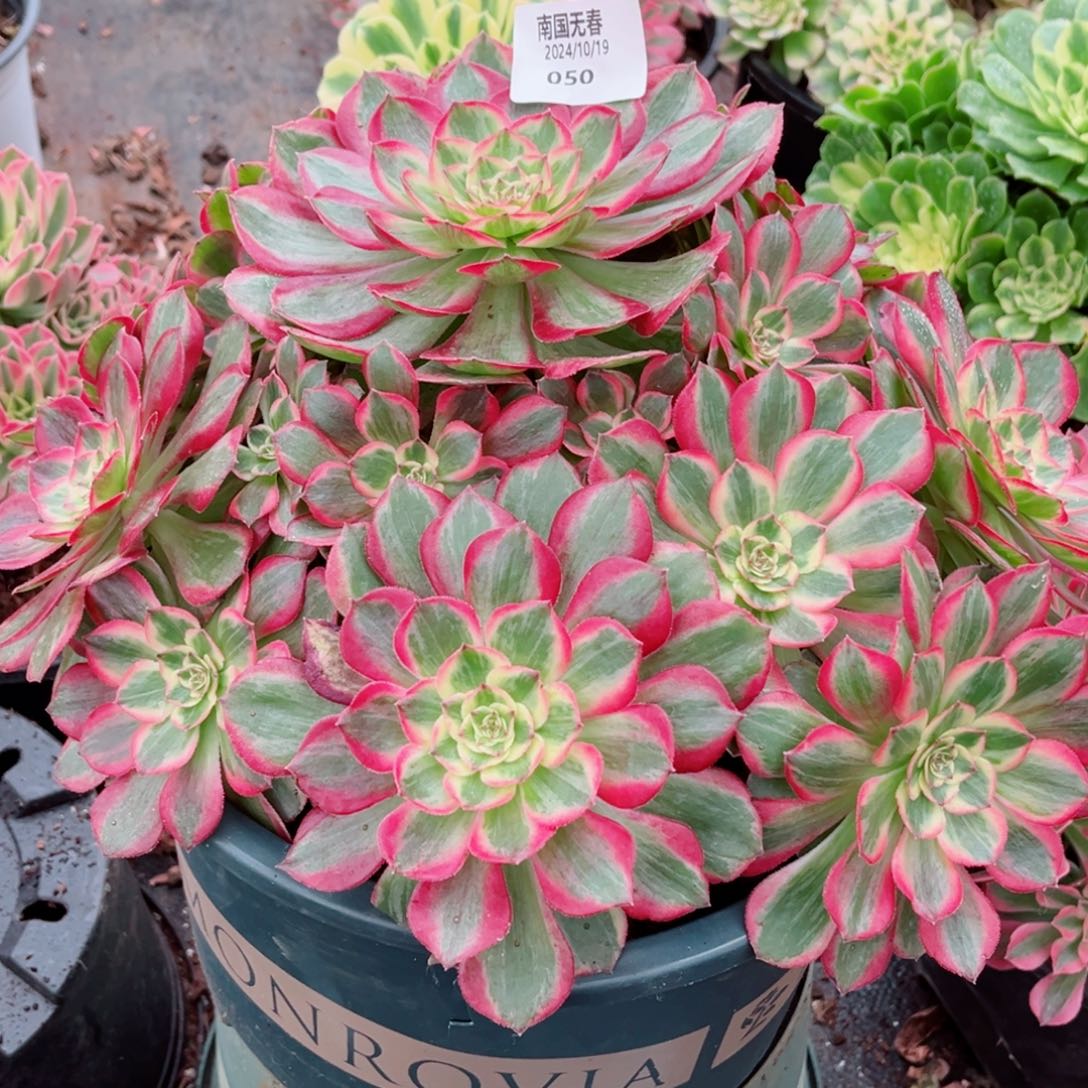 一物一拍多肉法师50