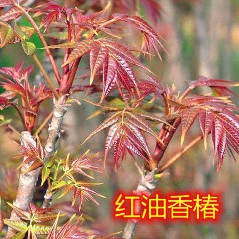 可采摘食用红油绿油香椿树苗盆栽地栽南方北方大面积种植香椿苗