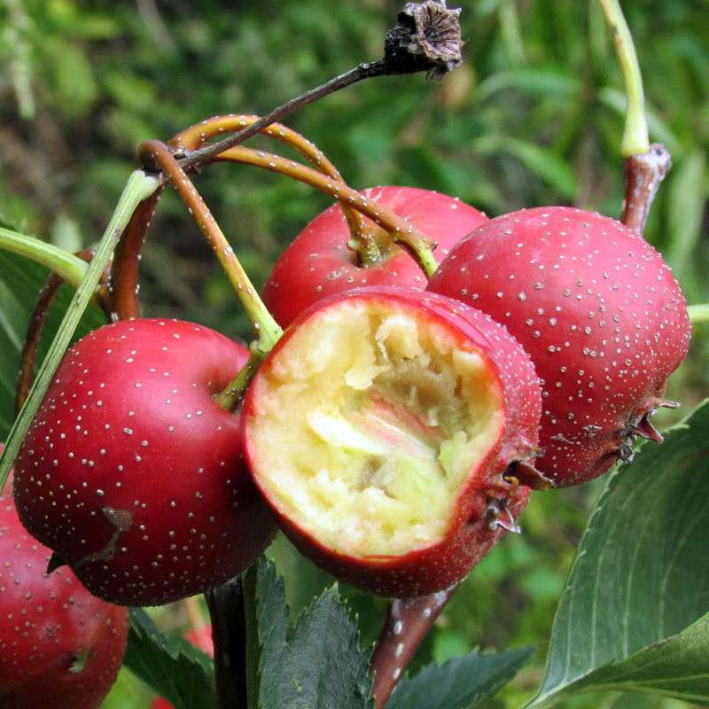 正品嫁接山楂果树苗 盆栽地栽 庭院阳台南方北方种植  山楂果树苗