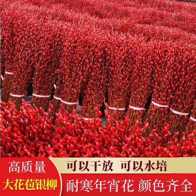 【20枝不带瓶】红色招财银柳真花年宵花室内客厅摆放装饰花染色新鲜