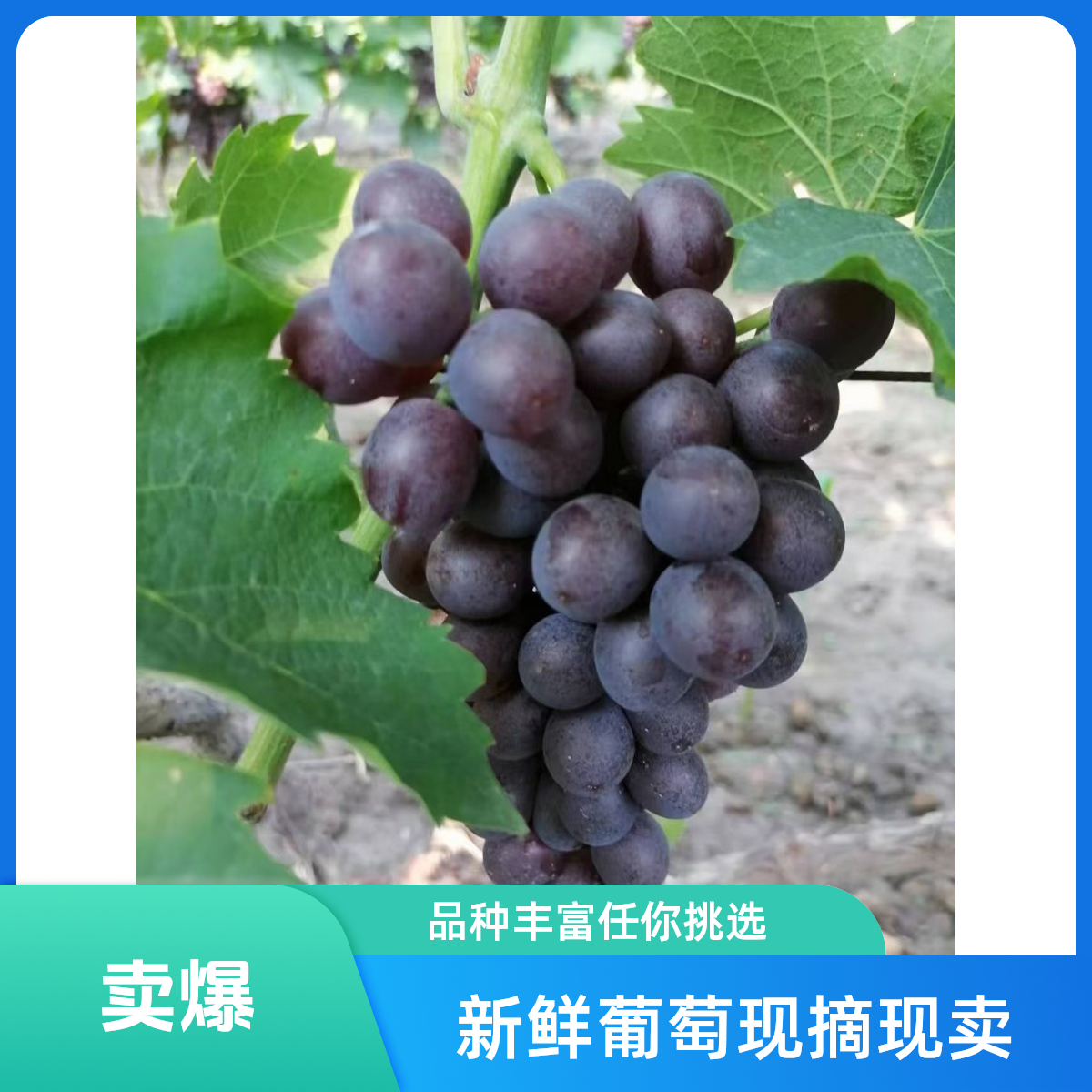 【京津冀】正宗茶淀玫瑰香葡萄，老农自种，果农直发，现摘现发4斤装