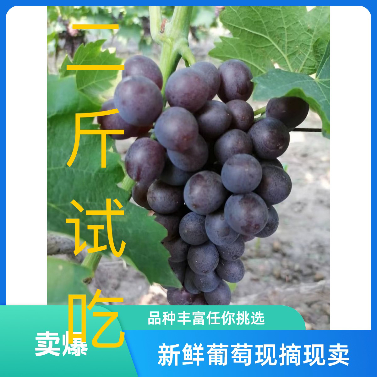 （尝鲜）正宗茶淀玫瑰香葡萄，老农自种，果农直发，现摘现发，二斤装