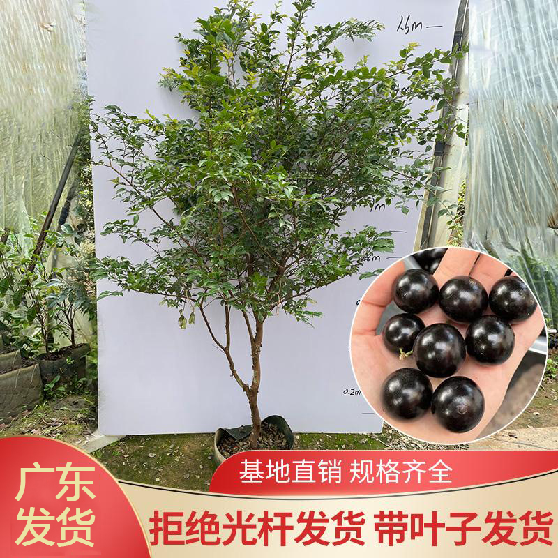一物一拍艾斯卡嘉宝树树苗