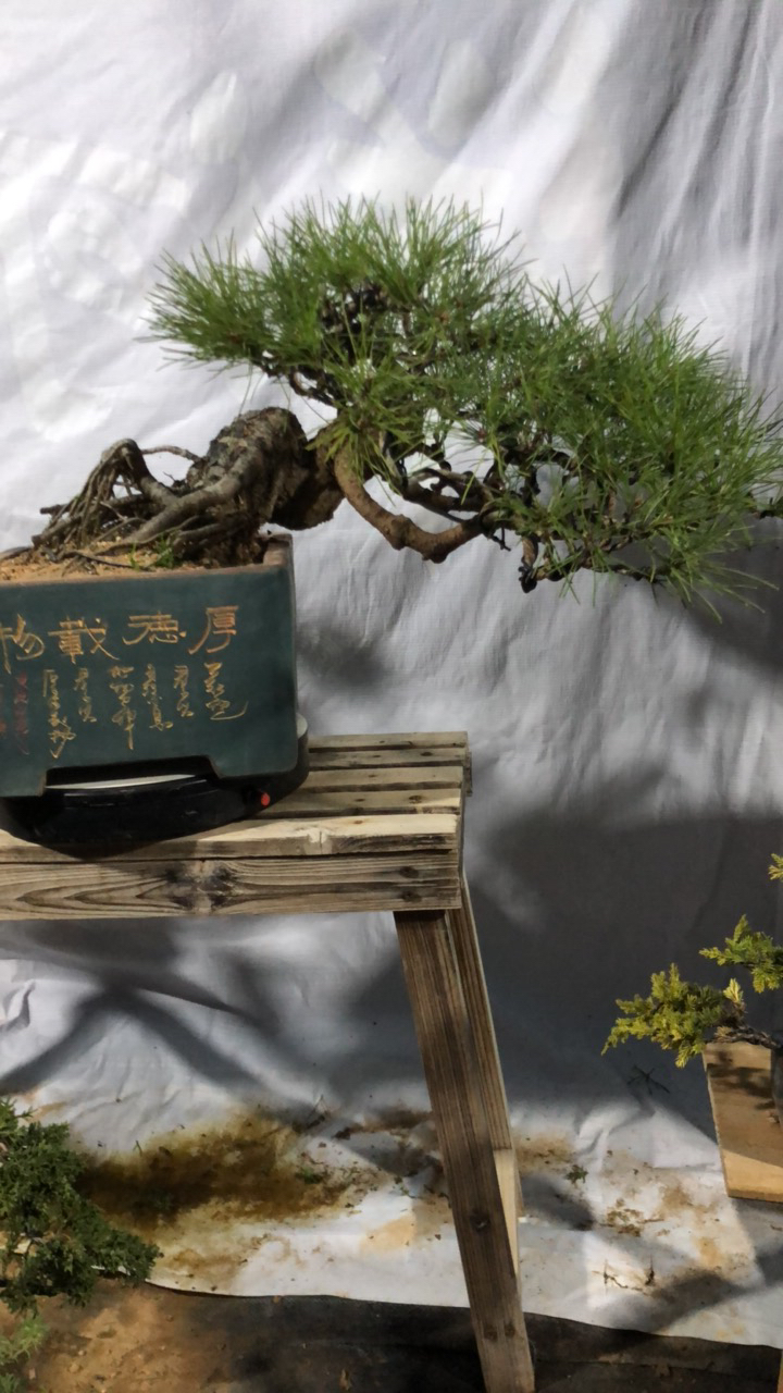 老桩黑松，简单好养，耐干耐热，四季长青
