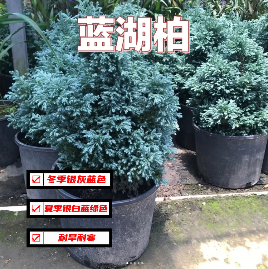 蓝湖柏蓝色波尔瓦盆栽花苗小灌木室内外四季常青美化环境大苗包邮