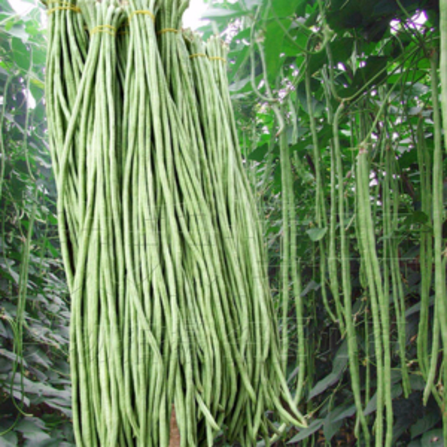 【精选长豆角，鲜嫩无丝扰】长豆角500g±20g
