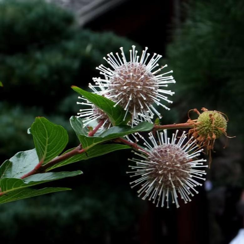 水杨梅绿植老桩盆景菖蒲栀子花