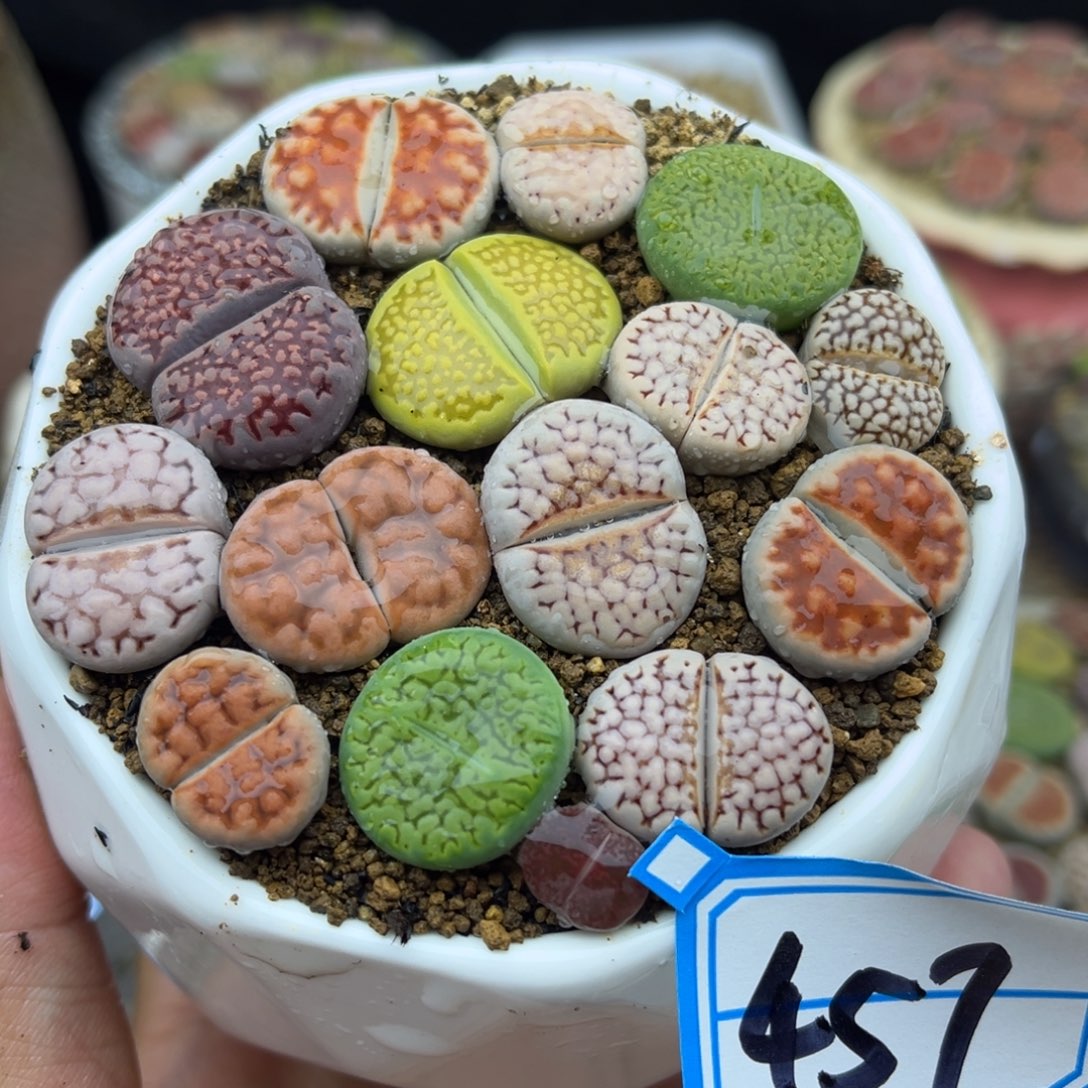 457号一盒大母本生石花