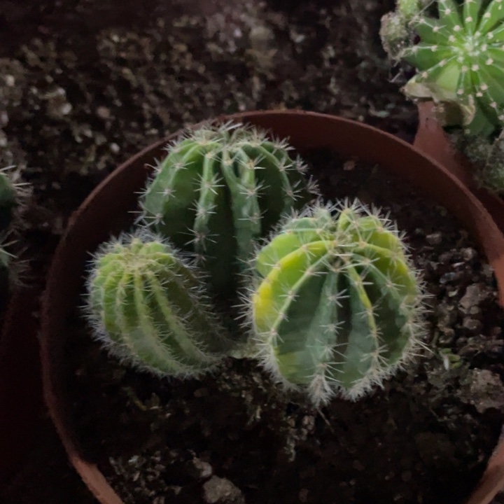 实生德系彩草一物一拍374