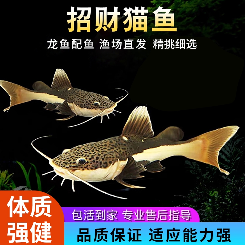 招财猫鱼苗活体红尾猫底层鲶鱼热带淡水混养儿食肉猛超萌好物