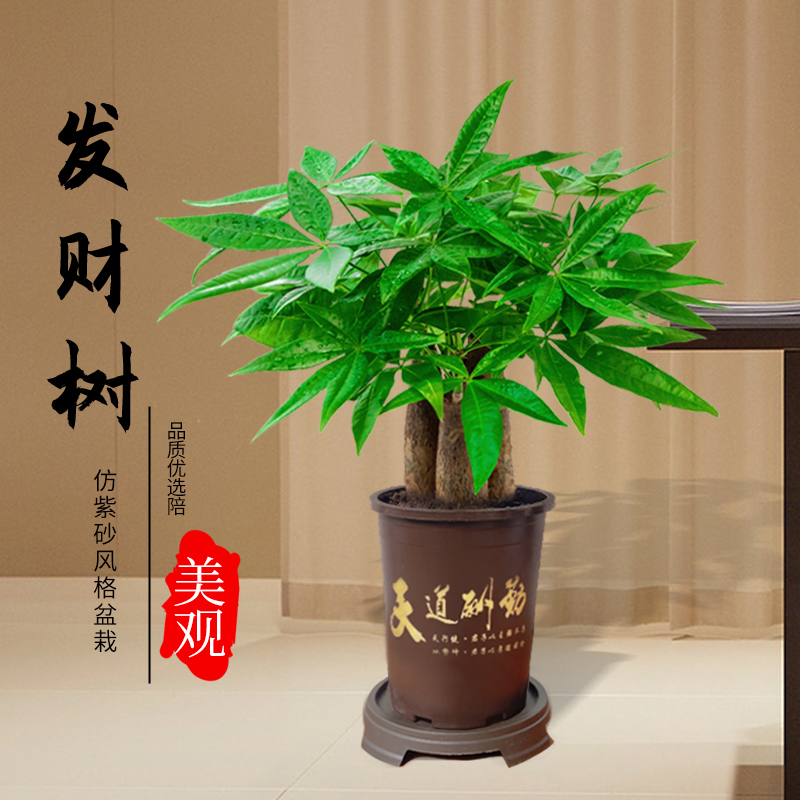 【测试不发】一盆发财树好养招财树绿植观叶