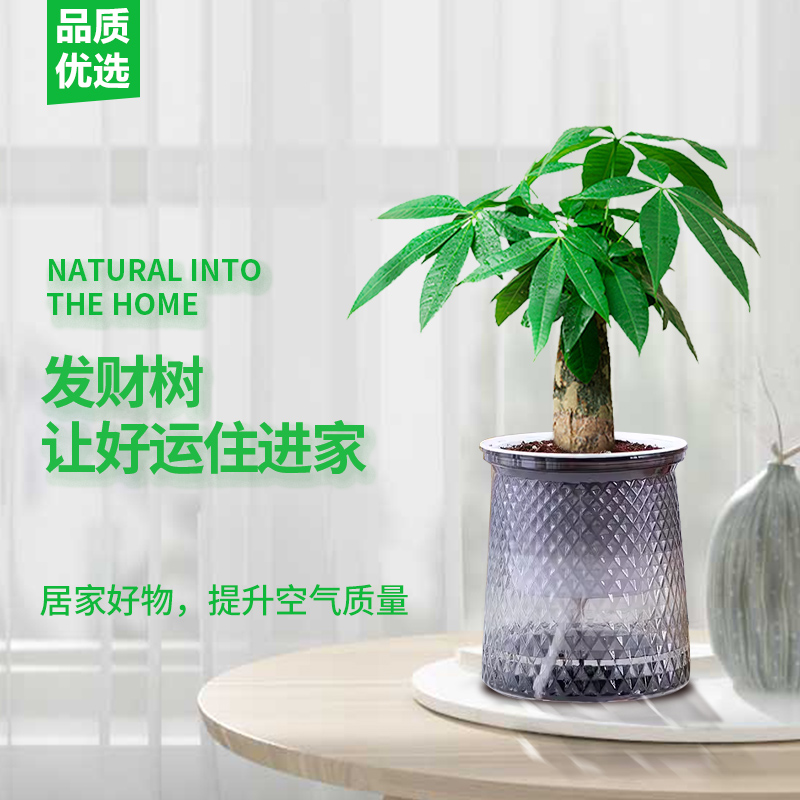 【测试不发】正宗发财树单杆混合常绿客厅绿植售后遮阴