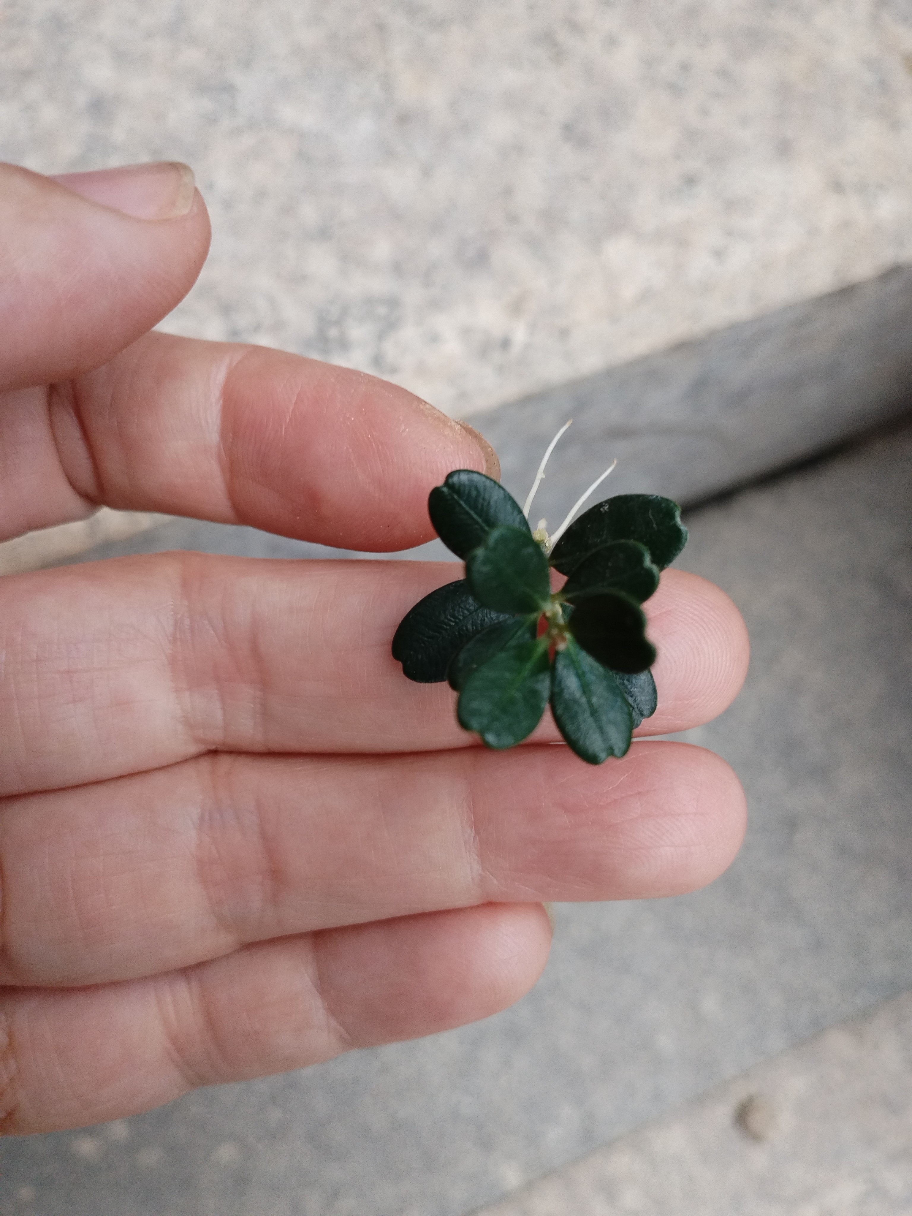 长根小苗苹果叶凤米黄杨潮州特色绿植微型盆栽