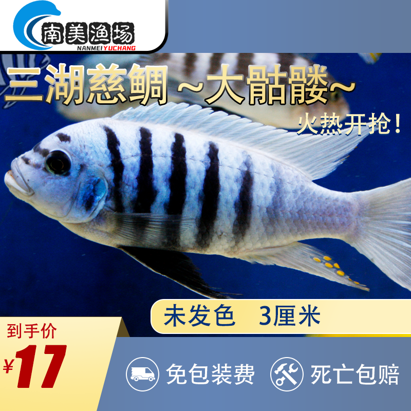 三湖慈鲷大骷髅麦森斑马热带中小型淡水岩栖马鲷饲养混养好养的鱼