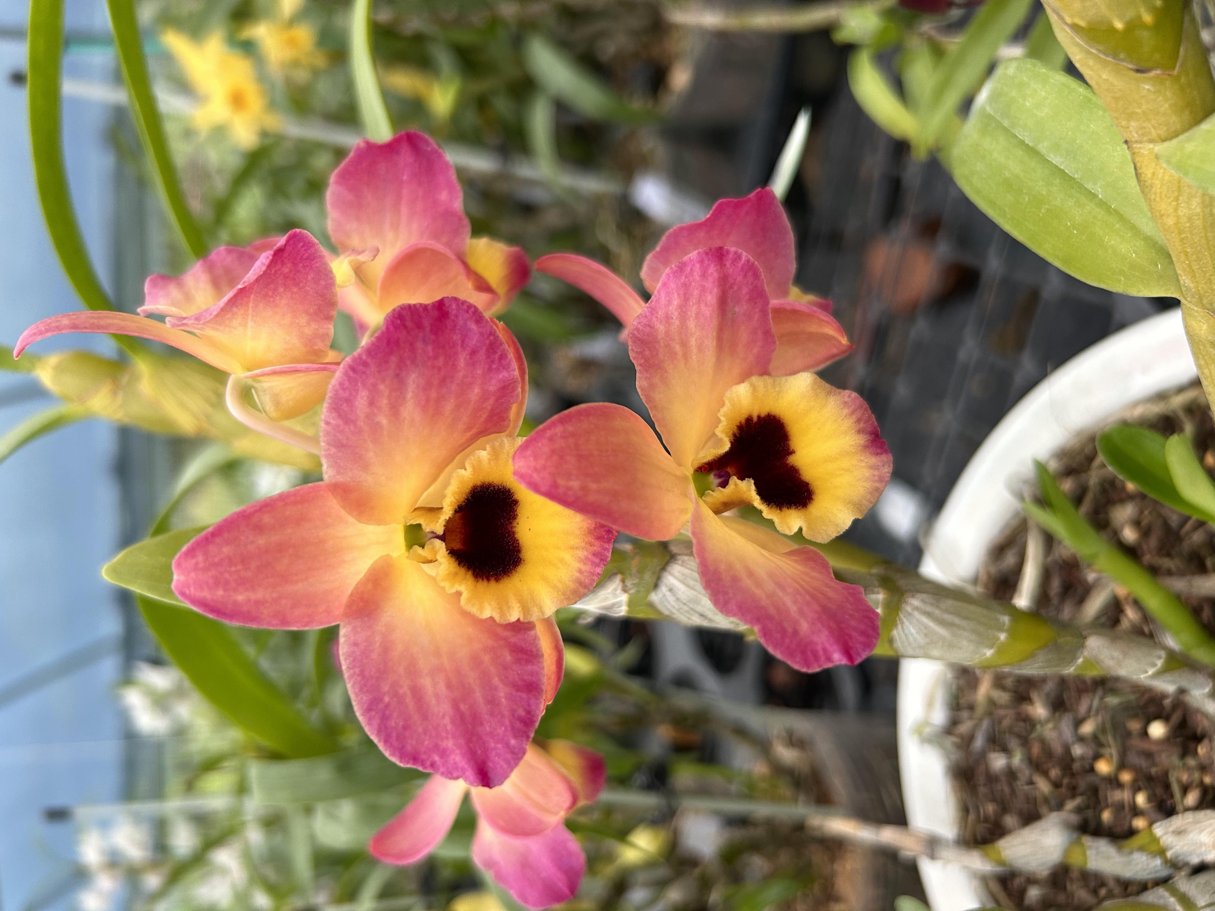 春石斛兰东方微笑蝴蝶