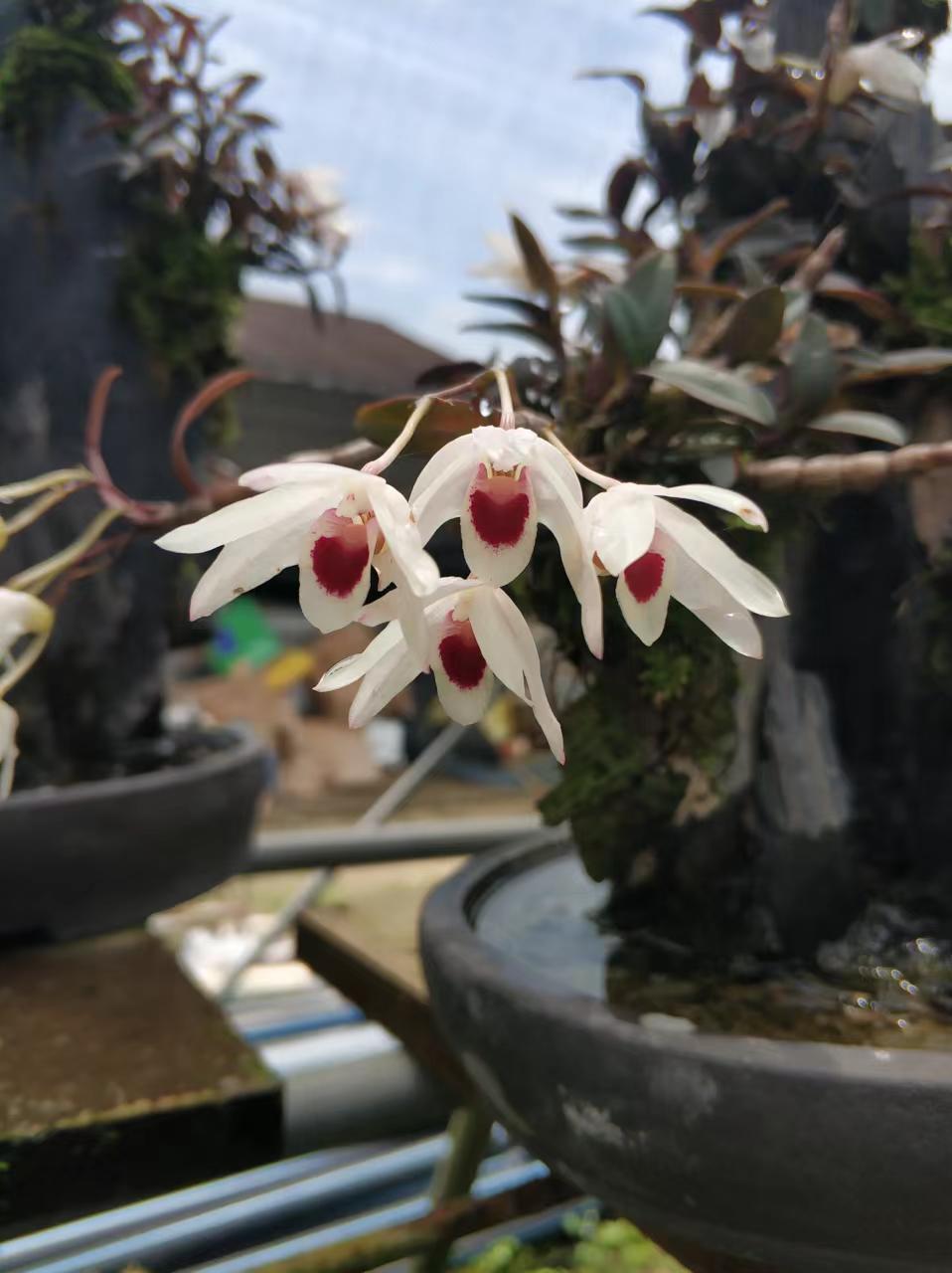 韶关丹霞白花米铁石斛兰花迷你植物 红杆白花铁米石斛