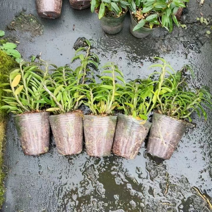 雁荡山铁皮石斛杯苗原盆原土发货育苗盆石斛新手必备非霍山石斛
