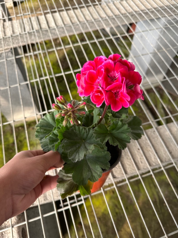 直立天竺葵红宝石带花苞原盆发货