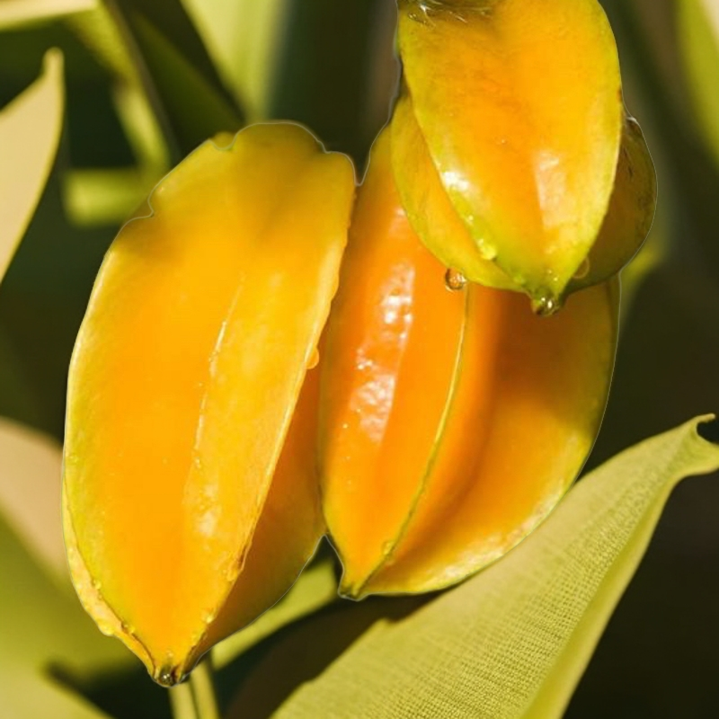 杨桃树果苗台湾四季清甜杨桃苗嫁接阳台庭院盆地栽易活水果树果苗