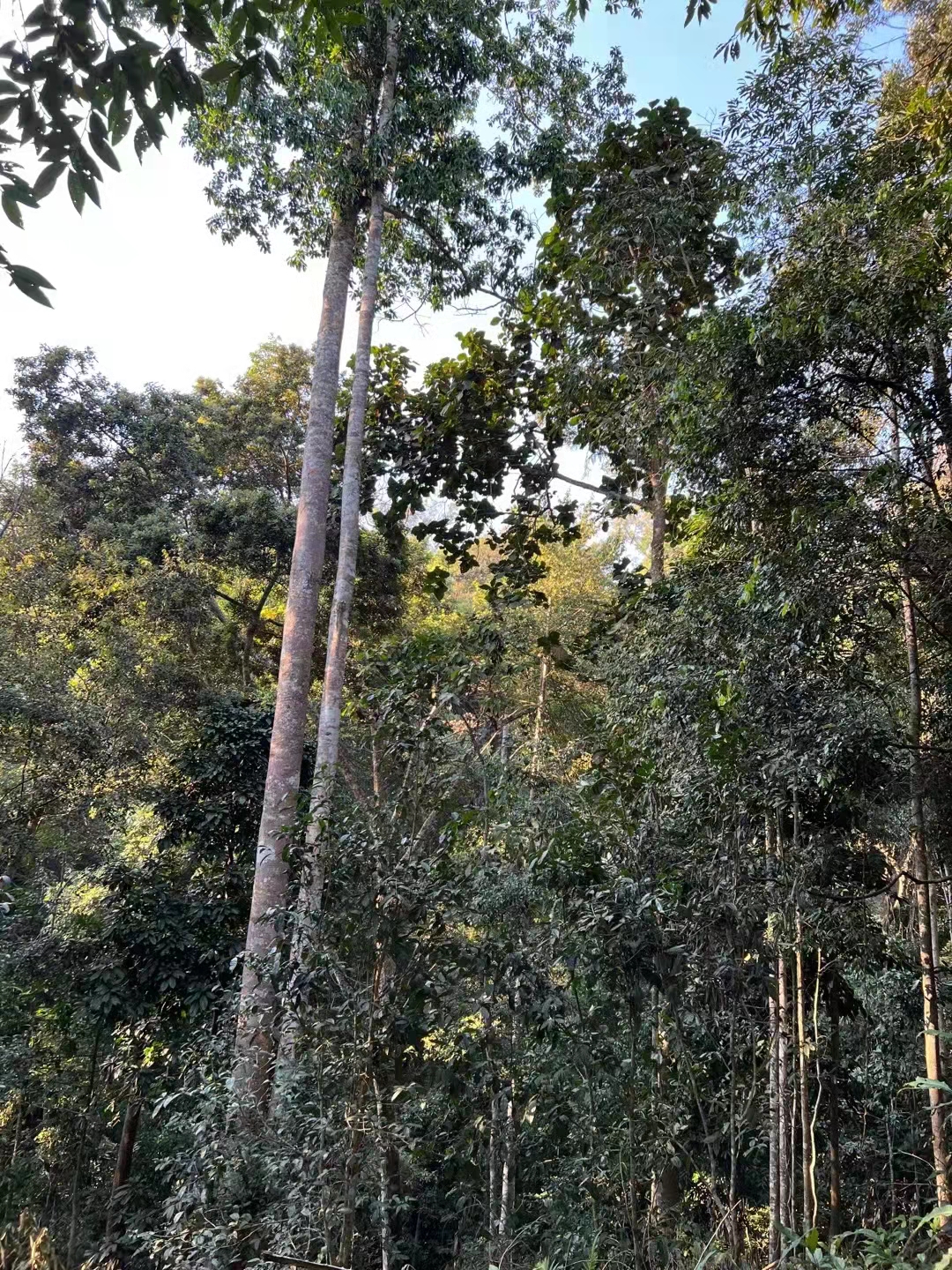 【麻黑高杆】麻黑10号2024年头春高杆古树