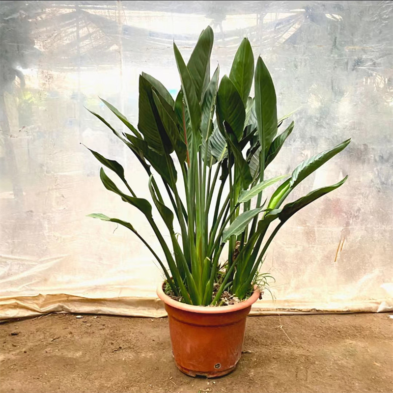 鹤望兰盆栽室内大型绿植天堂鸟植物客厅庭院带花苞 带花 大盆花卉