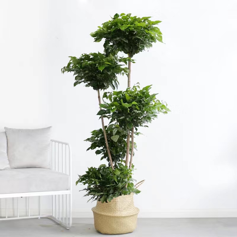 绿宝盆栽幸福树室内大型绿植盆栽四季常青植物吸甲醛美观欧美风格