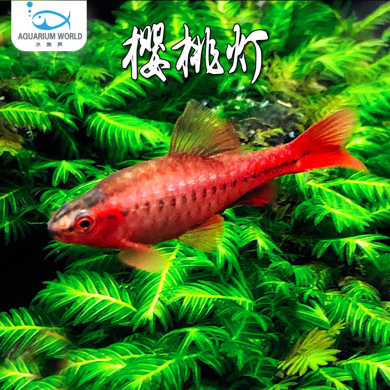 樱桃灯水族鱼缸小型热带鱼淡水红玫瑰鲫鱼水草缸群游灯科鱼活体