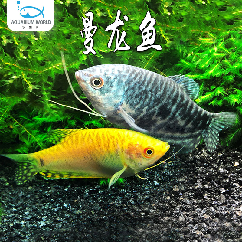 黄曼龙鱼蓝曼龙鱼水族鱼缸热带鱼观赏鱼五彩丽丽珍珠马甲小型淡水