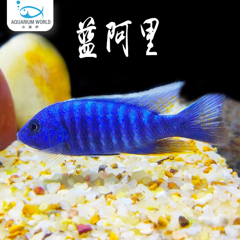 蓝阿里鱼三湖慈鲷鱼热带鱼淡水观赏鱼新手鱼非洲凤凰雪中红马鲷鱼