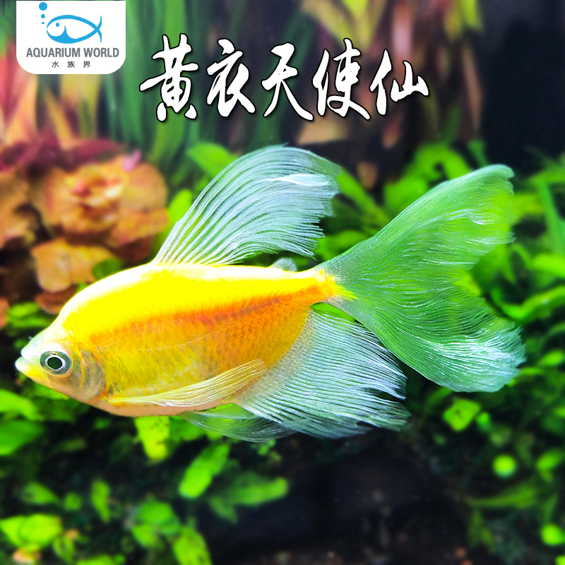 黄衣天使仙观赏鱼彩群鱼热带鱼群游小型鱼淡水鱼新手鱼好养