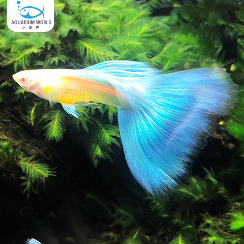 天空蓝精品孔雀鱼草缸观赏鱼新手鱼小型热带鱼淡水胎生鱼天使鱼