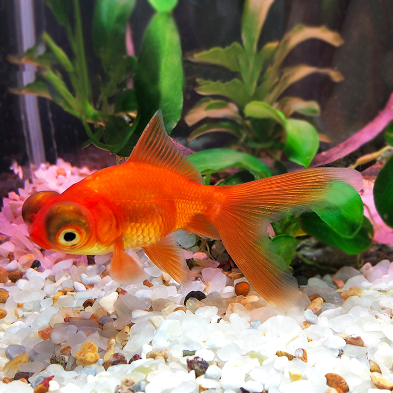 红龙睛冷水鱼缸观赏鱼大眼鱼黑龙睛水族宠物淡水小型鱼狮子头金鱼